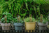Vyperion 6" 1" Bamboo Plant Labels | Laser Cut x Weatherproof Plant Markers, Outdoor Plant Markers, Herb Garden Signs