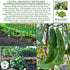 25+ King of The Garden Lima Bean Seeds (Pole Lima, Phaseolus lunatus) Non GMO Heirloom Seeds by Islas Garden Seeds