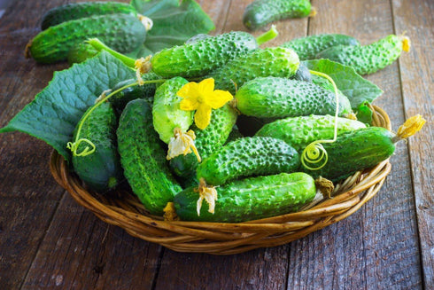NIKA SEEDS 45 20 Seeds Vegetable Cucumber Titus Heirloom for Pickling Days - Seeds