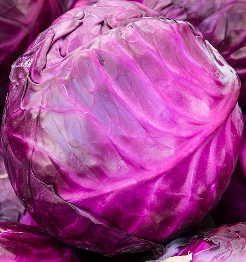 Axel's Garden Seeds Cabbage Seeds for Planting - Plant & Grow Red Acre Cabbage in