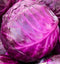 Axel's Garden Seeds Cabbage Seeds for Planting - Plant & Grow Red Acre Cabbage in