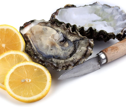 Commercial Grade Oyster Shucking Knife with Ergonomic Grip and Wood Handle, 2.5T Stainless Steel for Home and Outdoor