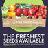 Pack 5 Packs 2026 Organic Cherry Tomato Seeds Variety - Individual - Season - Green Zebra, Sweetie Cherry, Chadwick