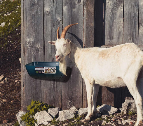 2 Pack, 5.5 Chicken Feeder Waterer, Goat Feeder - Quart, for Goats Chickens Duck Sheeple Dogs Piglets Deers Gooses