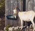 2 Pack, 5.5 Chicken Feeder Waterer, Goat Feeder - Quart, for Goats Chickens Duck Sheeple Dogs Piglets Deers Gooses