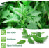 2000 (500 TKE Farms & Gardens - Stinging Nettle Seeds for Planting - Non-GMO Heirloom Seeds mg) - Urtica dioica