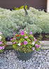 Curtis Wagner Plastics Hanging Basket Drip Pan, Clear, 12 Inch