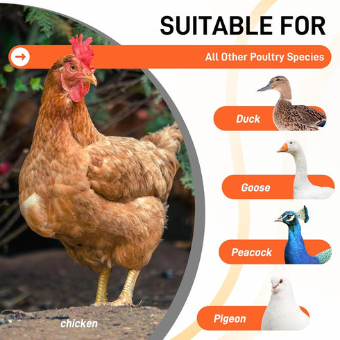 ANNDING 4-Tier (55" 40" Chicken Roosting Bars with Swing for Coop, Large Wood Chicken Perch for Backyard Poultry