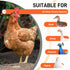 ANNDING 4-Tier (55" 40" Chicken Roosting Bars with Swing for Coop, Large Wood Chicken Perch for Backyard Poultry