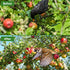 50 50 2.4" Unves x Ft Bird Netting, Square Mesh Bird Net for Chicken Coop, Nylon Heavy Duty Poultry Netting Garden