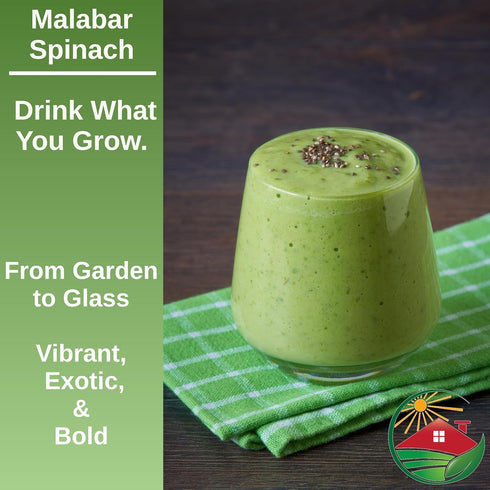 30 1 Packet TKE Farms & Gardens - Red Malabar Spinach Seeds for Planting, Heirloom Non-GMO Climbing Spinach, Nutritious