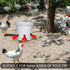sansheng 12Pack Chicken Waterer Cups,Poultry Water Cups,Automatic Poultry Waterer for DIY Poultry Quail Duck Chicken