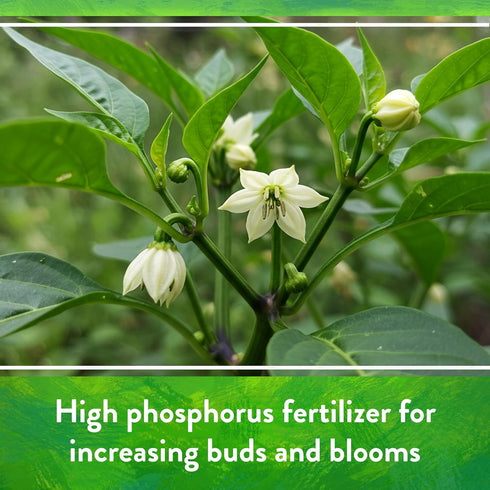 0-11-0, 5 lb Down To Earth All Natural Fertilizers Organic Seabird Guano - High Phosphorus Plant Food for Buds, Blooms