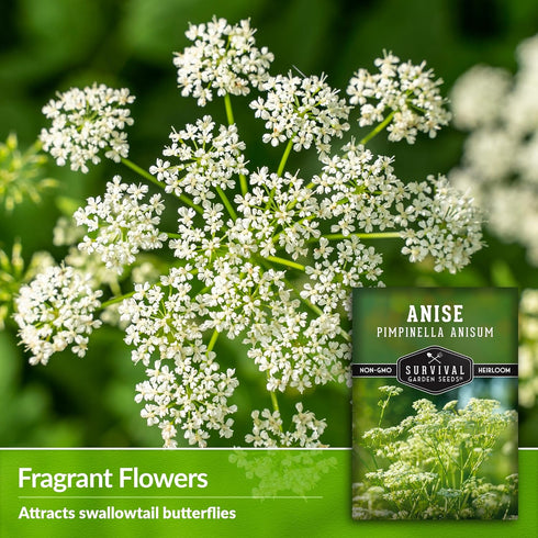 (1 Pack) Anise Seeds for Planting - Sweet Anise Herb (Pimpinella anisum) - Culinary and Tea Garden Variety, Heirloom