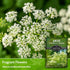 (1 Pack) Anise Seeds for Planting - Sweet Anise Herb (Pimpinella anisum) - Culinary and Tea Garden Variety, Heirloom