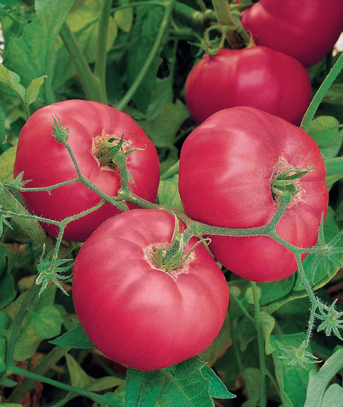 35 Burpee 'Brandy Boy', Hybrid Beefsteak Slicing Variety, Large Red Fresh Indeterminate Tomato, Non-GMO Seeds