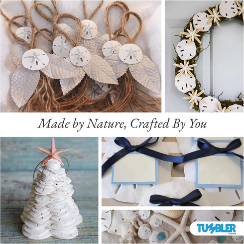 3" 3.5" Set 15 Packed Tumbler Home White Sand Dollars to of - Wedding Seashell Craft Sand Dollars- Hand Picked