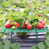 ANGTUO 10 Pack Square Strawberry Supports for Garden Strawberry Plant Support Strawberry Stand