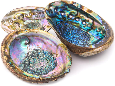 Hand Selected Abalone Shell - 6 Inches or Larger, Perfect for Incense and Trinkets