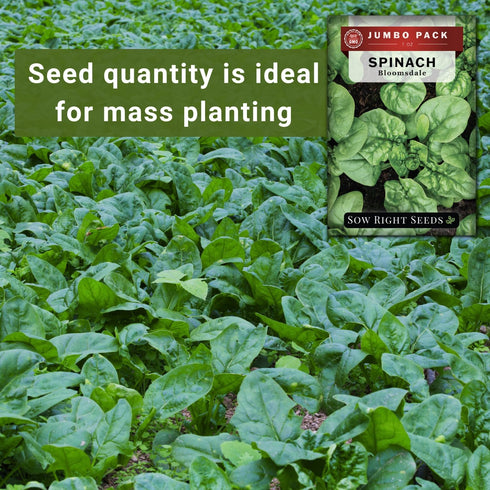 1 2400 Pack Sow Right Seeds - Bulk Bloomsdale Spinach Seeds for Planting - Ounce, Seeds - Non-GMO Heirloom Jumbo