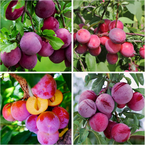 150+ Tropical Beach Plum Fruit Tree Seeds for Planting Outdoor- Non-GMO Heirloom