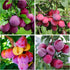 150+ Tropical Beach Plum Fruit Tree Seeds for Planting Outdoor- Non-GMO Heirloom