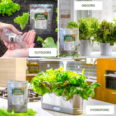 6400+ Lettuce & Salad Garden Seeds for Planting - Non GMO USA Grown Vegetable Seeds for Home Growing - Heirloom Greens