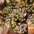 8 Bundles of 11.4" Artificial Berry Stems, Floral Sprays Berry Fruit Picks for Home D cor, Wedding, Garden (Pinkish