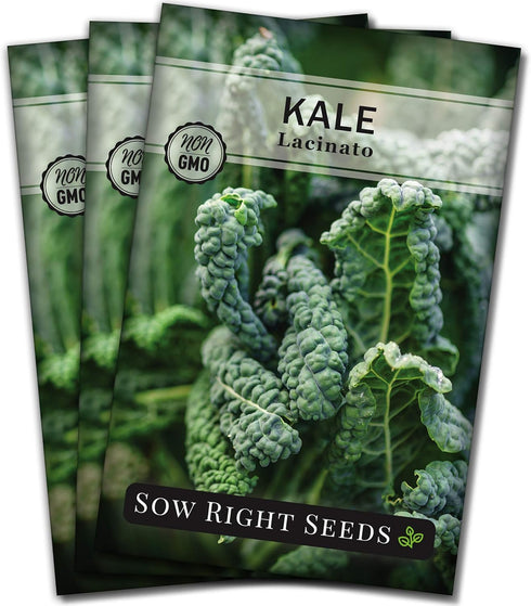 Sow Right Seeds - Lacinato Kale Seed for Planting - Non-GMO Heirloom