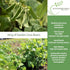 25+ King of The Garden Lima Bean Seeds (Pole Lima, Phaseolus lunatus) Non GMO Heirloom Seeds by Islas Garden Seeds