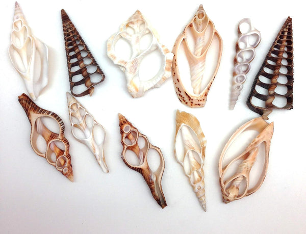 PEPPERLONELY 20PC Assorted Mixed Sea Shells, Center Cut, 2 Inch ~ 3 Inch