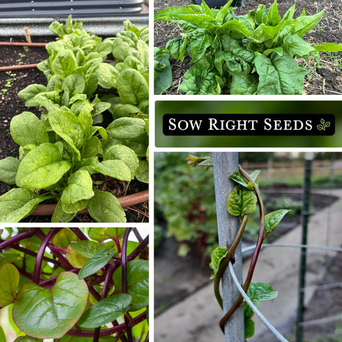 Packets Sow Right Seeds - Spinach Seed Collection for Planting - Viroflay, Malabar & Bloomsdale Spinach - Cold Hardy