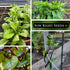 Packets Sow Right Seeds - Spinach Seed Collection for Planting - Viroflay, Malabar & Bloomsdale Spinach - Cold Hardy