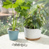 Set 2.75x2.75 inches 5 Yohsnor Monstera Plant Stem Support - Durable Fishbone Design Stabilizers for Indoor Climbing