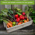 Sow Right Seeds - Classic Vegetable Garden Seed Collection for Planting - Non-GMO Heirloom Broccoli, Cabbage, Carrot