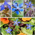 (1 Pack) Seed Needs Borage Seeds for Planting Blue Star Flowers - Heirloom Non-GMO & Untreated - Plant a Home Grown