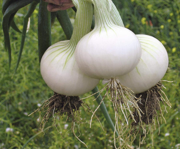 SeedsUA Seeds Onion White Queen Giant Heirloom Vegetable for Planting Non GMO