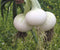 SeedsUA Seeds Onion White Queen Giant Heirloom Vegetable for Planting Non GMO