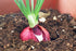 Sunutri Seeds Pack 4 Onion Seeds Variety for Planting Heirloom Non-GMO Varieties: Evergreen Bunching, Red Creole, White