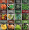 12 Vegetable Seed Variety Pack for Planting - Heirloom Broccoli, Carrot, Basil,