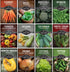 12 Vegetable Seed Variety Pack for Planting - Heirloom Broccoli, Carrot, Basil,