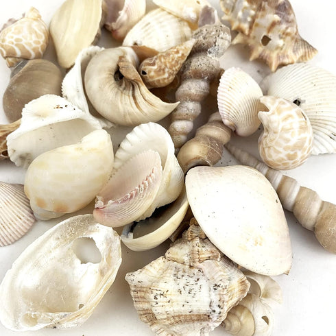 Heyiwell 200 Grams Drilled Mix Seashells for DIY Crafts, Windchimes Shellcraft Home Decor 1"~2" Inch