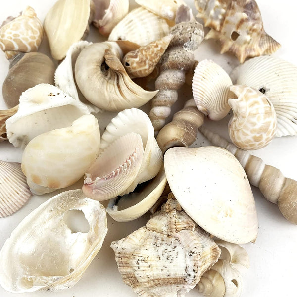 Heyiwell 200 Grams Drilled Mix Seashells for DIY Crafts, Windchimes Shellcraft Home Decor 1"~2" Inch