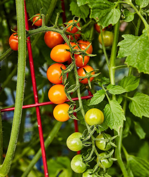 30 Burpee 'Sun Gold' Hybrid, Sweet Orange Cherry Tomatoes, Non-GMO Seeds