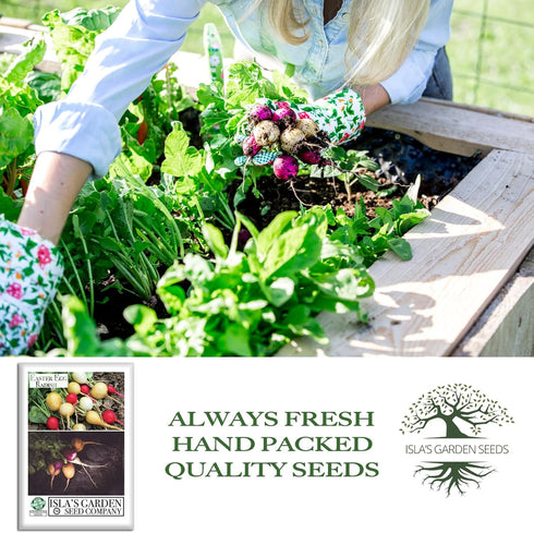 250+ Easter Egg Radish Seeds (Raphanus sativus) Non GMO & Heirloom Seeds by Islas Garden Seeds, Colorful Fast-Growing