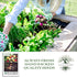 250+ Easter Egg Radish Seeds (Raphanus sativus) Non GMO & Heirloom Seeds by Islas Garden Seeds, Colorful Fast-Growing