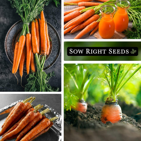 58 Packet (4) Sow Right Seeds - Imperator Carrot Seed for Planting - Non-GMO Heirloom with Instructions to Plant a Home