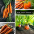 58 Packet (1) Sow Right Seeds - Imperator Carrot Seed for Planting - Non-GMO Heirloom with Instructions to Plant a Home
