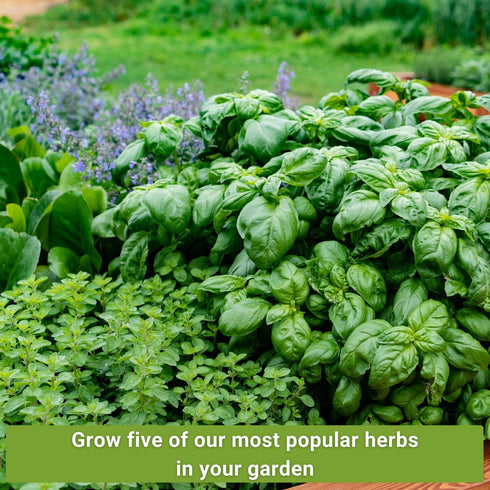 5 Packets Sow Right Seeds - Most Popular Herb Seed Collection for Planting - Mint, Lavender, Sweet Basil, Cilantro