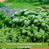 5 Packets Sow Right Seeds - Most Popular Herb Seed Collection for Planting - Mint, Lavender, Sweet Basil, Cilantro